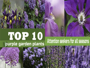 Top 10 Purple Garden Plan...