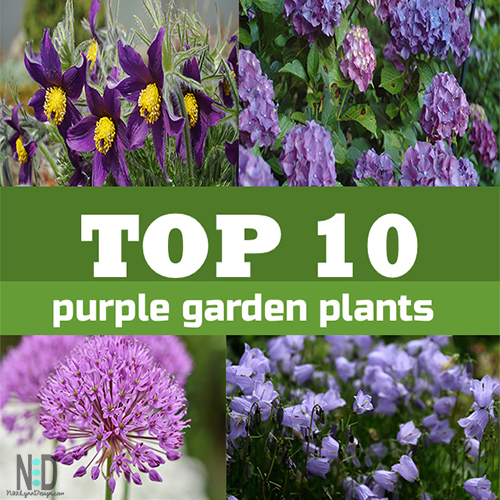 Top 10 Purple Plants to Plant in The Flower Garden