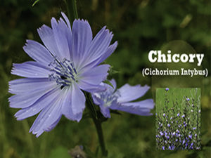 Chicory