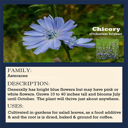 Chicory Blue Wildflower - Chicory is known for its electric blue flowers, creating a spectacular summer show along roadsides, ditches and fields.