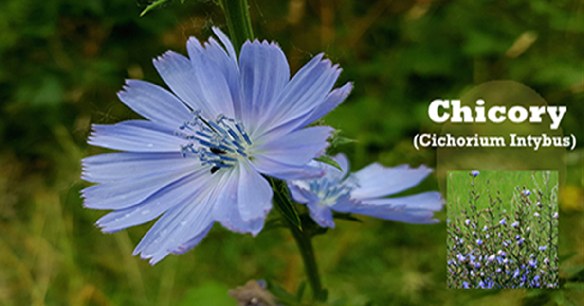 Chicory Wildflower - Wildflower with blue or purple flowers. Can use leaves in salads.