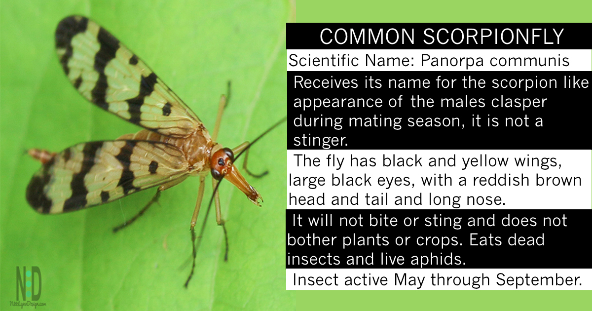 Common Scorpionfly - Redish Brown fly with clear and black wings.
