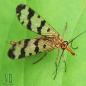 Common Scorpionfly - Black and yellow wings, large black eyes, with a reddish brown head and tail and long nose.