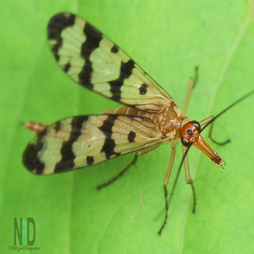 Common Scorpionfly - Black and yellow wings, large black eyes, with a reddish brown head and tail and long nose.