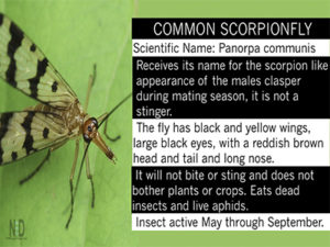 Common Scorpionfly