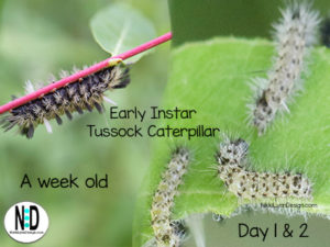 Early Instar Tussock Moth Caterpillar on Milkweed