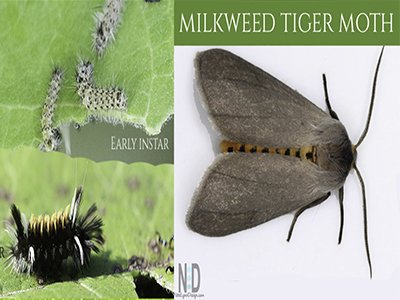 Milkweed Tussock Moth Cat...
