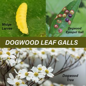 Understanding Dogwood Lea...