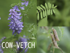 Invasive Cow Vetch