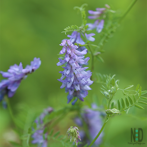 Invasive cow vetch plant send up cascading pea-flower shaped purple and violet flowers that bloom from late spring to late summer.