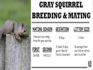 Eastern Gray Squirrel