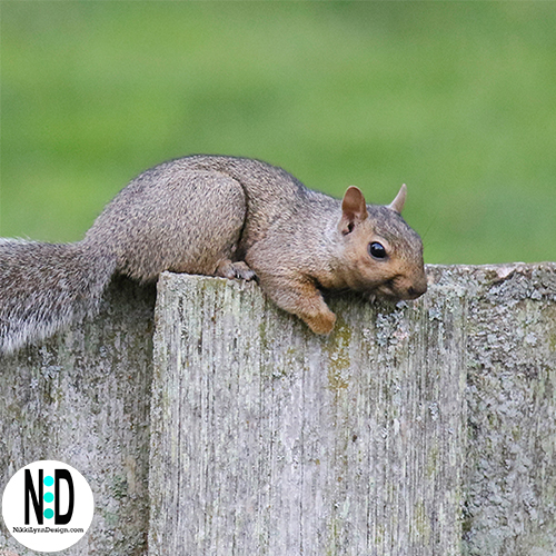 Eastern Gray Squirrel