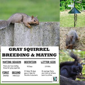 Eastern Gray Squirrel: Na...