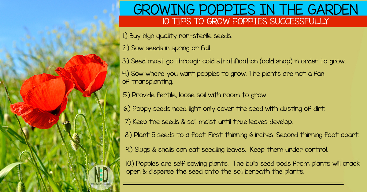 the ONLY way I grow poppies 🌱 perfect germination & you'll never buy seeds  again! 