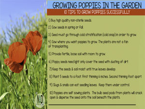 Growing Poppies in the Ga...