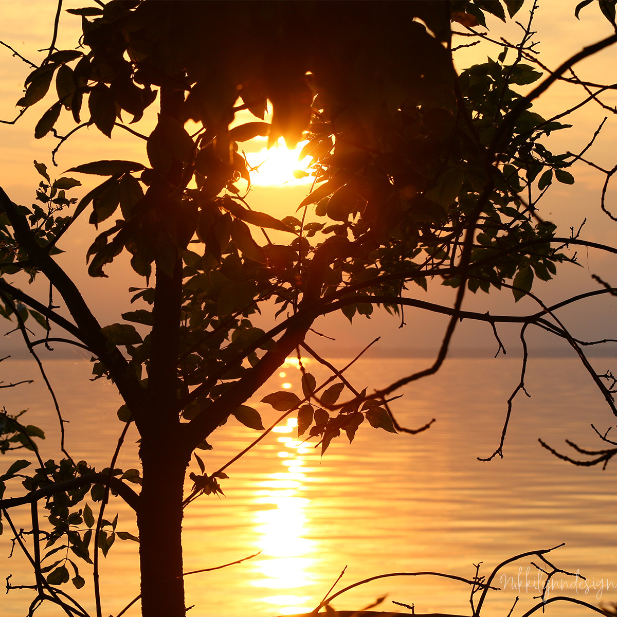 Sunset through tree branches at Communiversity Park along the Bay of Green Bay in Green Bay Wisconsin