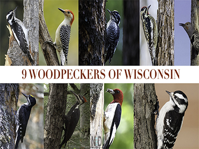 9 Woodpeckers of Wisconsi...