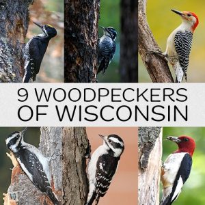 9 Woodpeckers of Wisconsi...