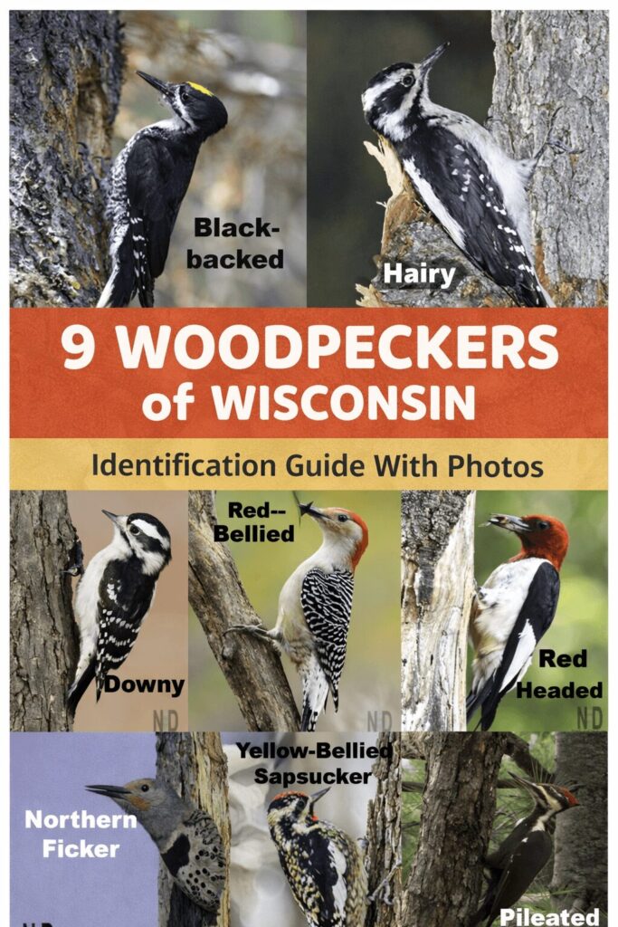 9 woodpeckers of Wisconsin identification guide including pileated, downy, hairy, red-bellied, northern flicker and yellow-bellied sapsucker.