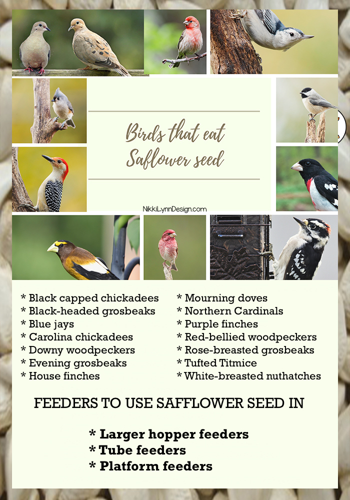 Birds that eat safflower seeds