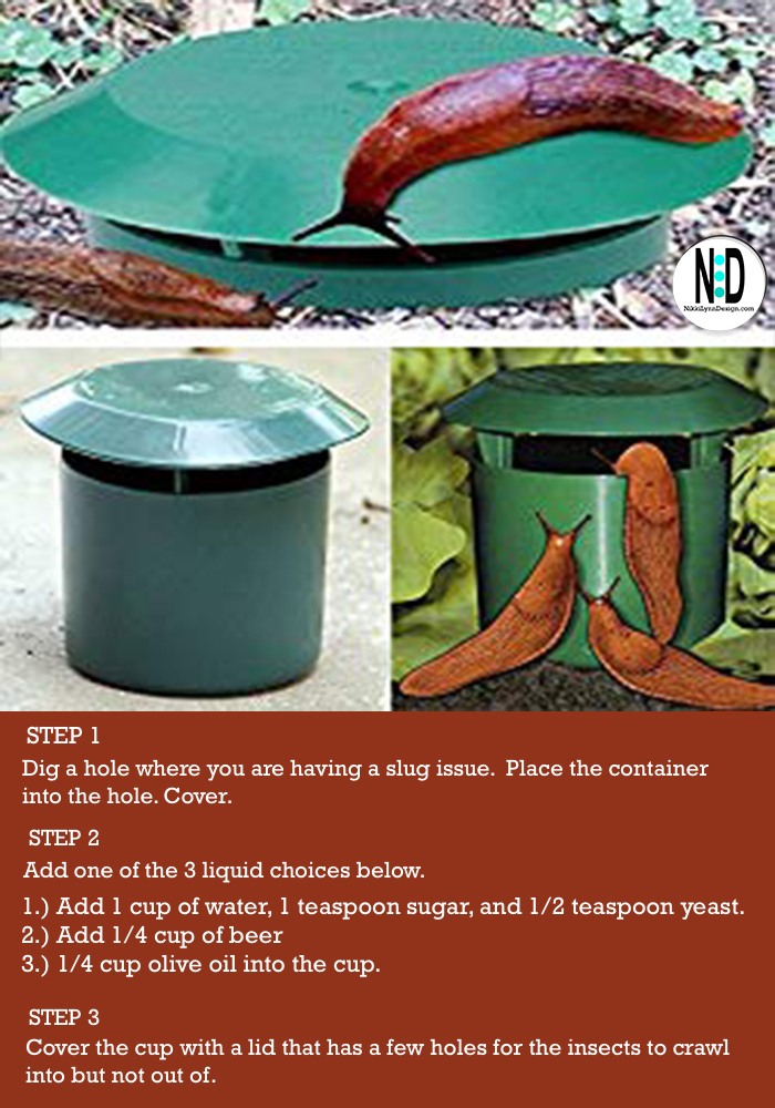 How a slug trap will get rid of slugs eating your garden plants