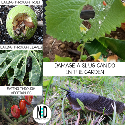 Slugs eating through vegetables,damage to plants leaves by slugs and a soft bodied slimy slug