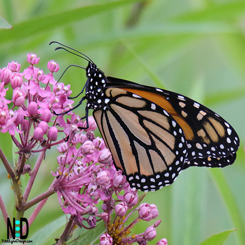 Adult Monarch butterfly on swamp milkweed.