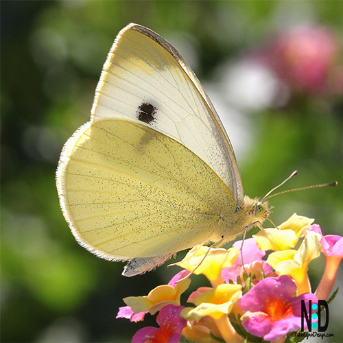 White butterfly with a black body and black dots on hind wings.