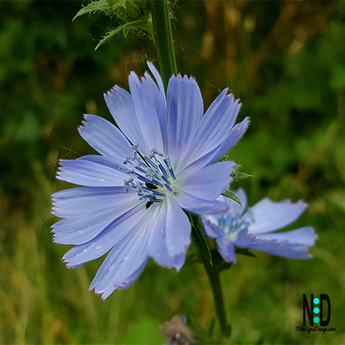 Chicory is known for its electric blue flowers, creating a spectacular summer show along roadsides, ditches and fields.