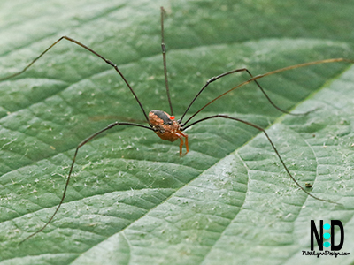 The Eastern Harvestmen are similar to and often misidentified as spiders. But they are not. They are Opiliones which have extremely long legs compared to their bodies and lack the venom glands of spiders.