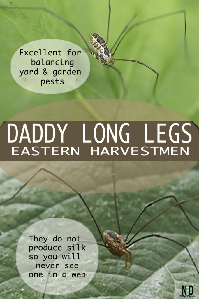 Daddy Long Legs Spiders - Backyard Buddies