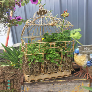 This bird cage is amazing. Planted overwintered geraniums in early spring and by midsummer the entire bird cage is flowing with greens and flowers.