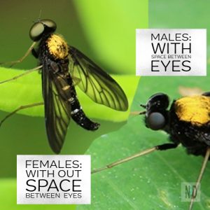 Golden Backed Snipe Fly