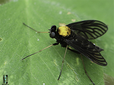 Golden Backed Snipe Fly - Nikki Lynn Design