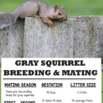 The gray squirrel will mate twice a year. Mating occurs once in late winter during the months of January and February. A second breeding occurs in late Spring or Early Summer during the months of May through July.