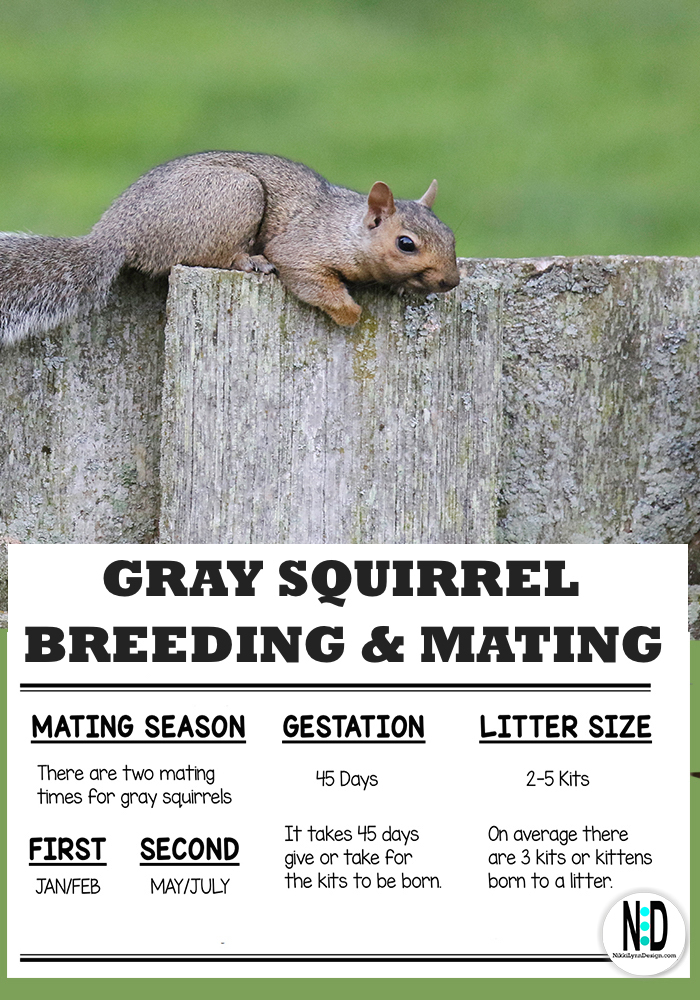 The gray squirrel will mate twice a year. Mating occurs once in late winter during the months of January and February. A second breeding occurs in late Spring or Early Summer during the months of May through July.