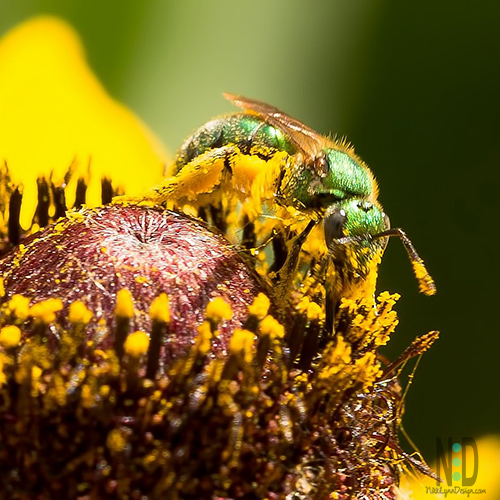 Sweat bee on black-eyed susan flower,  These green beauties are fun to watch.