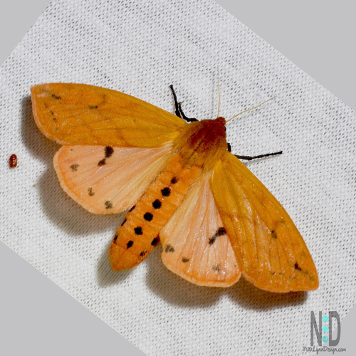 The Isabella Tiger Moth is an orange moth with black dots on the body. The wings also have black on the bottom edge and two black spots mid wing.
