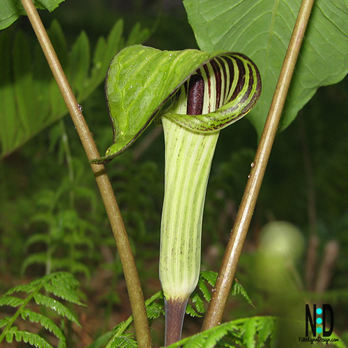 Jack in the pulpit wildflower in Wisconsin- odd green flower with purple stripes found on forest floors and damp woods.