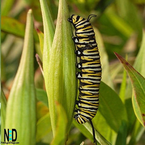 The Monarch caterpillar or larvae eating milkweed