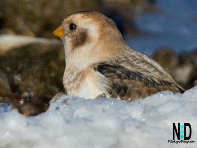 Non-breeding colors of snow bunting bird in Wisconsin.