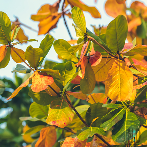 oak leaves that the woolly bear caterpillar eats.