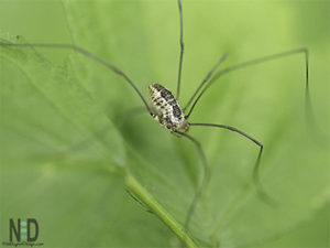 The Eastern Harvestmen