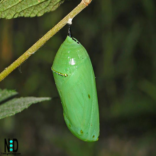 Pupa Chrysalis of the Monarch Butterfly