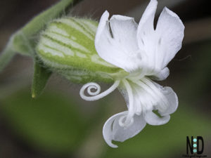 White Campion