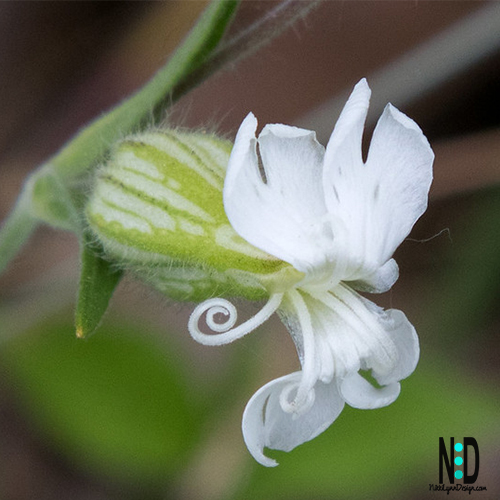 White campion is a weed, and not a wildflower. It grows in most open habitats, particularly wasteland and fields, most commonly on neutral to alkaline soils.