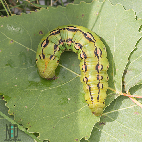 This White-lined Sphinx Moth Caterpillar (Hyles lineata) might not look like much now, but he grows up to be the white lined sphinx moth which most people mistake for a hummingbird.