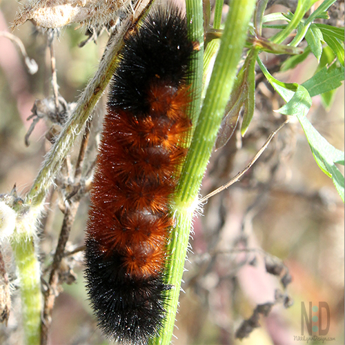 Banded woolly bear or just woollybear or woolly worm caterpillar. That is all the names this brown and black banded caterpillar goes by.