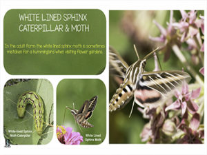 White-lined Sphinx Moth C...