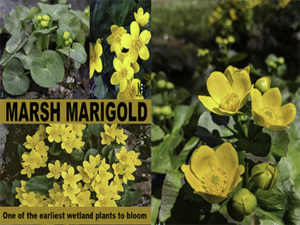 Marsh Marigold